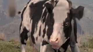 The pro Cow Martial Art
