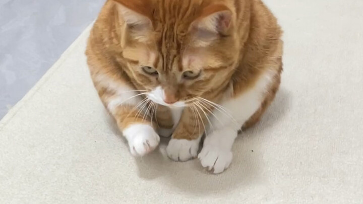 แมวไร้คุณธรรม!