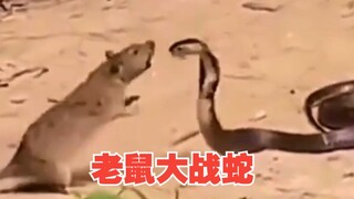 حرب الفئران ضد الثعابين! ما الذي جعل الفئران شجاعة إلى هذا الحد؟