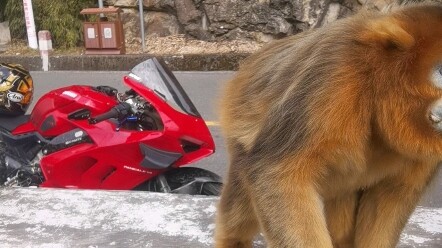 วิ่งลัดเลาะเทือกเขาฉินหลิง แล้วเจอ “สัตว์มหามงคล” ลิงทองจีน! อ๊ะ ลูบขนลิงตัวนี้แล้วรู้สึกดีสุดๆ เลย 