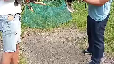 papawis mnga brodcock