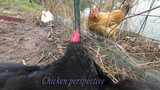 Binatang|Memasangkan Kamera Web pada Ayam