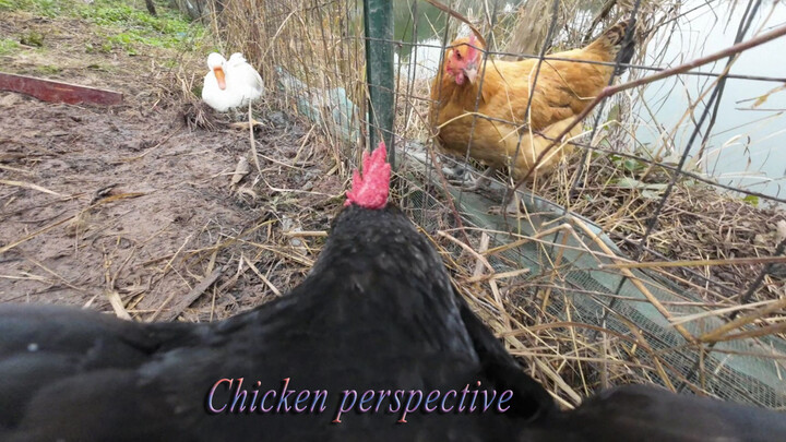 Động vật|Đeo máy quay phim cho gà