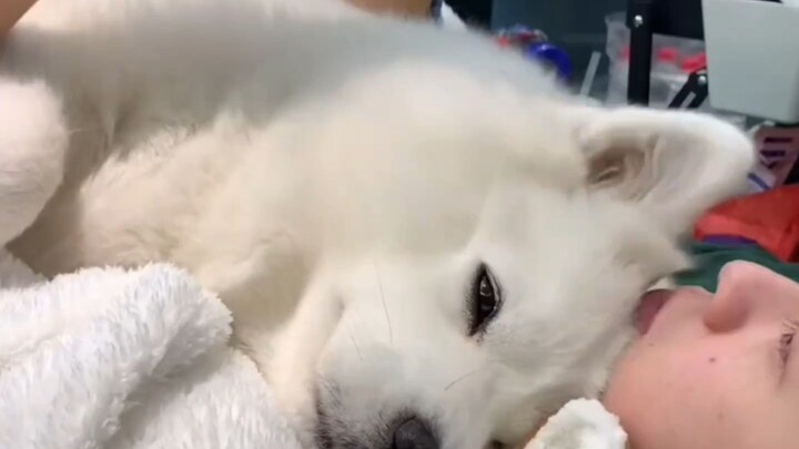 Hóa ra những thú cưng đã rời xa thế giới thực sự sẽ dốc hết sức để quay về bên chủ nhân!