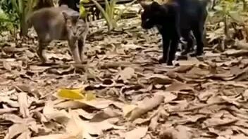 cat v/s snake