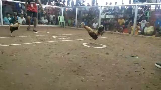 fast tis skill