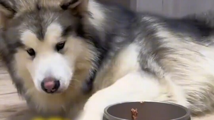 ความรักของลูกสุนัขคือสิ่งเดียวที่สามารถซื้อได้ด้วยเงิน