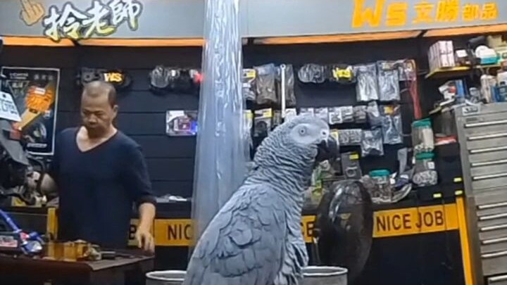 A parrot at a motorcycle shop in Taiwan has absorbed so much information lately that it now knows a 