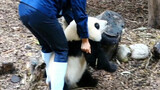 [Panda] When He Hua Is Too Heavy To Be Held