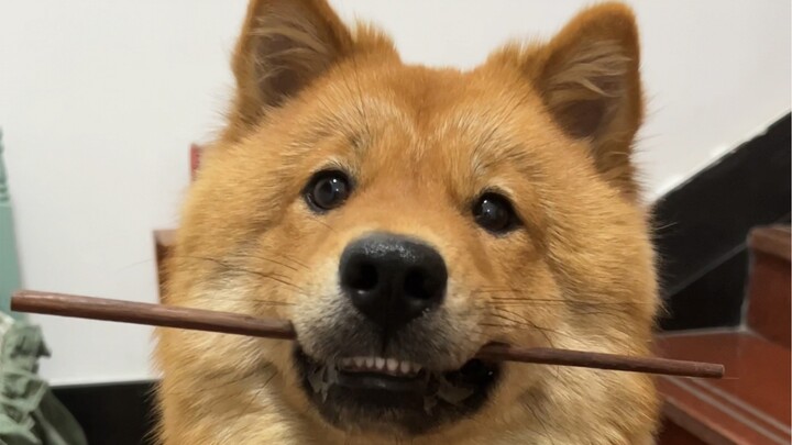 หมูหยอง: ฉันไปทำผิดอะไรตรงไหนเนี่ย?