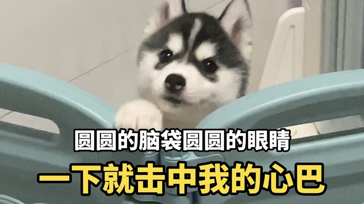 The changes in a husky over eight months at home…