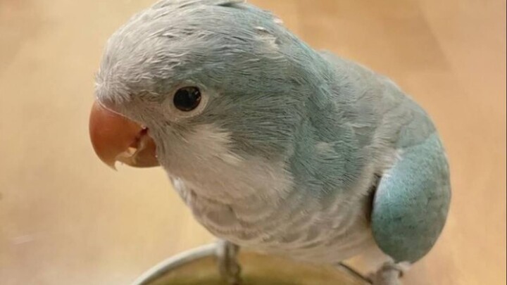 10 Hal Ini Jangan Sekali-Kali Dilakukan pada Burung Beo! Perilaku yang Salah Akan Membuat Si Kecil M