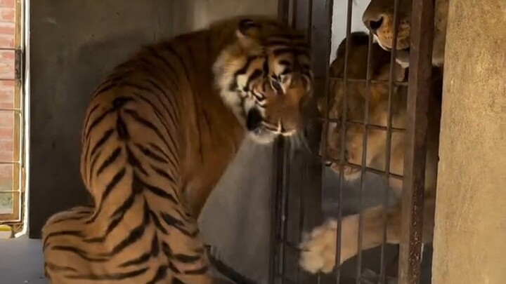 معركة حاسمة في جبل الأسد والنمر