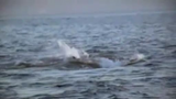 Epic White Shark Attack