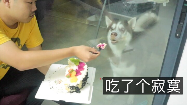 Master eats cake behind the glass door, and the husky’s drooling so hard it wants to rip the door ap