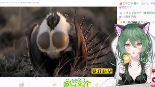 日本妹妹看《《唱 跳，打 篮 球》》