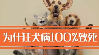 为什么狂犬病100%致死