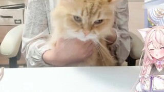 The cat has grown up [Tianyue Xiaochi]