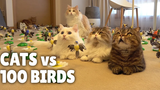 แมว vs 100 นก กิตติซอรัส