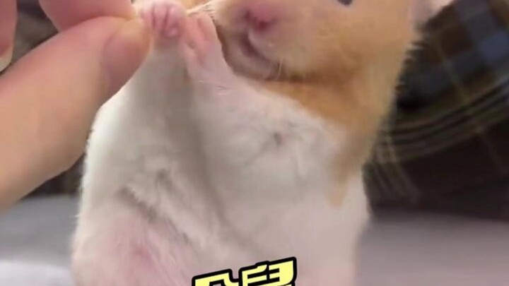 แฮมสเตอร์: ให้ถั่วลิสงกับฉันหน่อย อะๆๆๆๆ