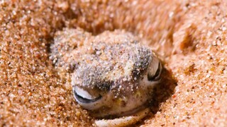 Hewan Lucu di Padang Pasir