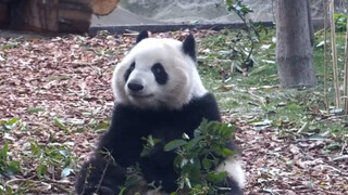 【Panda】Chenglang's ears are so cute!