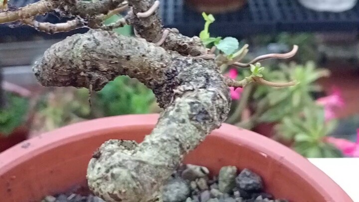 Mini Bonsai