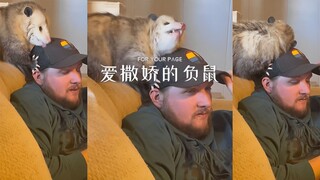 ไม่คิดเลยว่าพอสซัมจะอ้อนเก่งขนาดนี้ น่ารักแบบขี้เหร่น่ารักแบบขี้เหร่เลยล่ะ