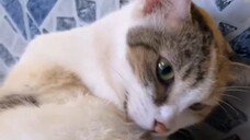 VID_20240126-Foamie (1)