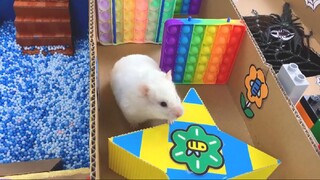 ภารกิจของหนูแฮมสเตอร์ EP 313