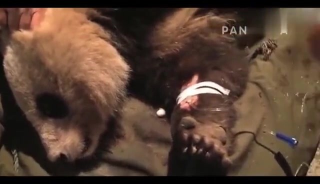 Panda PeiChuan ditolong oleh warga dan hidup di darat setelah sembuh