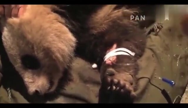 Wild Giant Panda Resucued By People And Lived A Happy Life