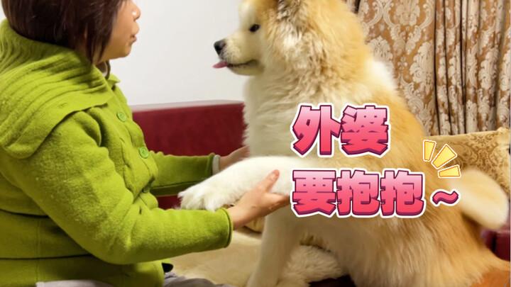 主人在家办公，狗狗就变得越来越粘人了吖
