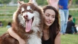 Chó Alaska - Những Thông Tin Thú Vị Về Loài Chó Dễ Thương Alaska