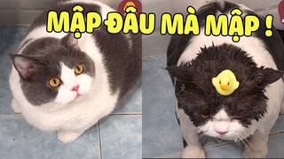 THƯỢNG hông có MẬP, THƯỢNG là BỒNG BỀNH nha 🤣 | Pets TV