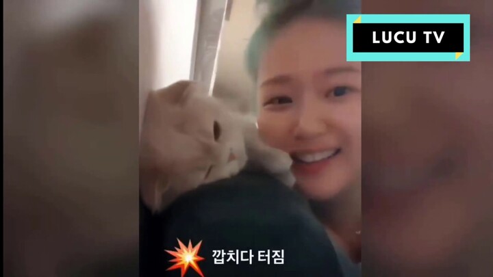 (NEW) CATS MEOWING-Video Kucing Lucu Bikin Ngakak/Funny Cats Videos/Vines/Compilation | VideoLucuTV