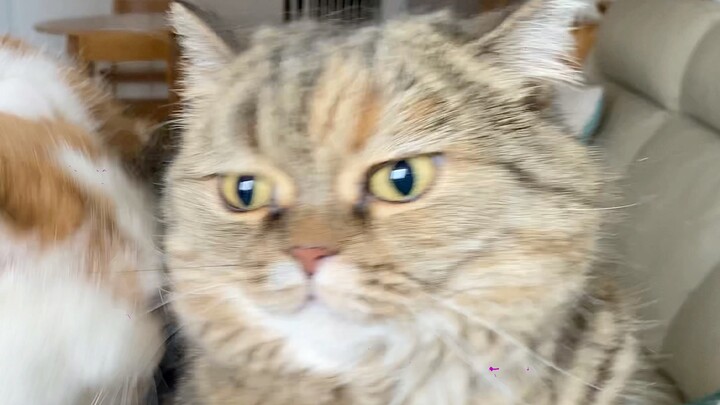 Kucing: Kapan bumi meledak? Menyebalkan!