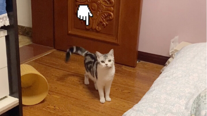 【科普】猫咪尾巴小科普！这次知道桑葚为什么那么喜欢摇尾巴了～