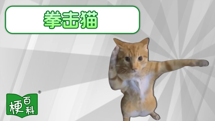 [Internet Memes Encyclopedia] What’s the “Boxing Cat” meme? Did its global viral fame actually origi
