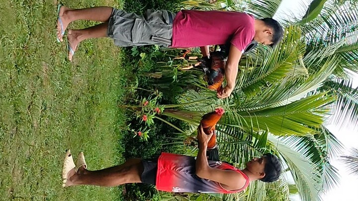 12K PARADA - GILMORE HATCH X SWEATER - SECOND FIGHT @ 13 MONTHS OLD WALANG SUGAT