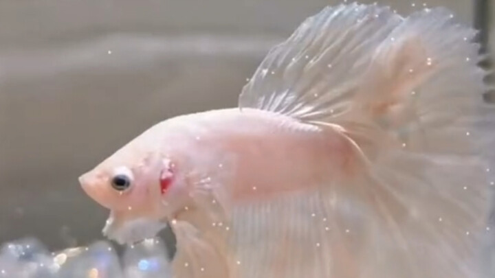 Cat Carrying an Orange?! What a Kitten-Heartwarming Moment!