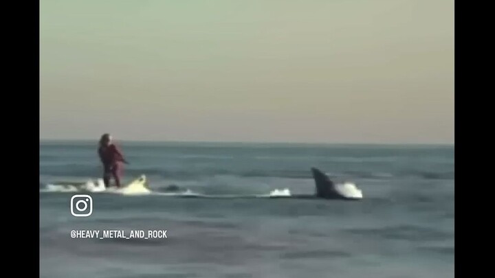 比自由鸟更自由