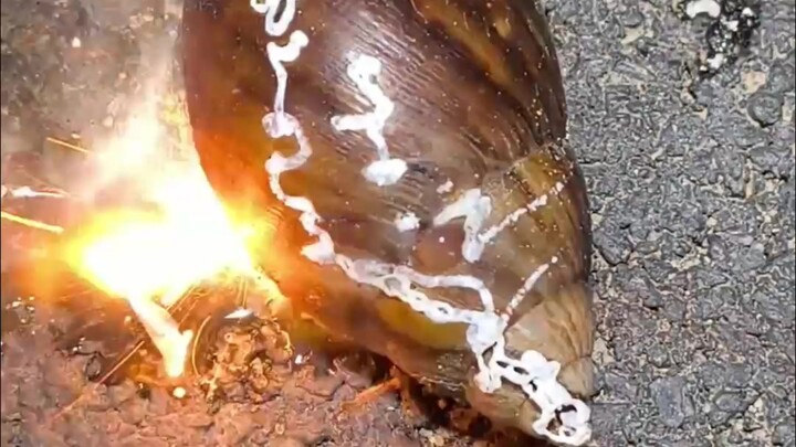 Siput Afrika: Kamu berani nembakin aku pakai laser, dasar Dewa Kematian hidup!