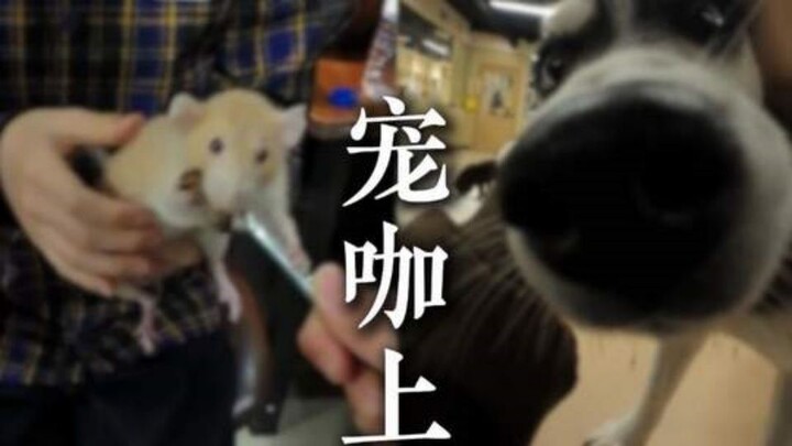 Một ngày đi làm của thú cưng nổi tiếng