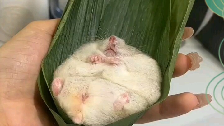 Little hamsters can eat leaves and glutinous rice <–biubiu–⊂(`ω´∩)