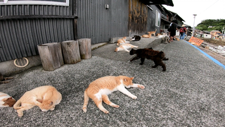 Animals|Cats All Over the Ground