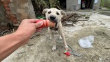[คลิปสัตว์]ช่วยลูกหมาน้อยที่โซ่พันกับต้นไม้ ครั้งแรกที่ได้กินไส้กรอก