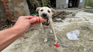 解救一条被铁链缠住的狗子，这是它第一次吃火腿肠