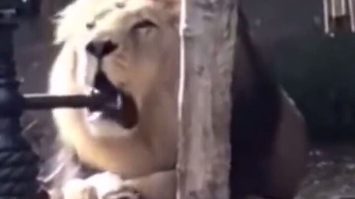 A lion argues with tourists, then grows tired and refuses to speak; the big cat says, “I’m really ex