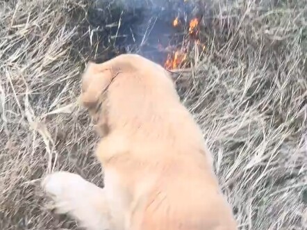 สุนัขดับเพลิงระดับพิเศษ